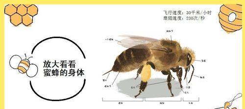 多氏田鼠的饲养方法（打造健康幸福的宠物生活）