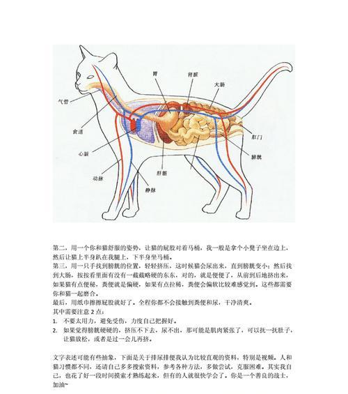 霸王短鲷的饲养方法（从选鱼到日常护理，这些关键点你必须知道）