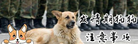 爱宠护犬指南（如何正确饲养你的狗狗）