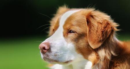 斯科舍诱鸭寻回犬的饲养指南（培养你的犬只成为狩猎好帮手）