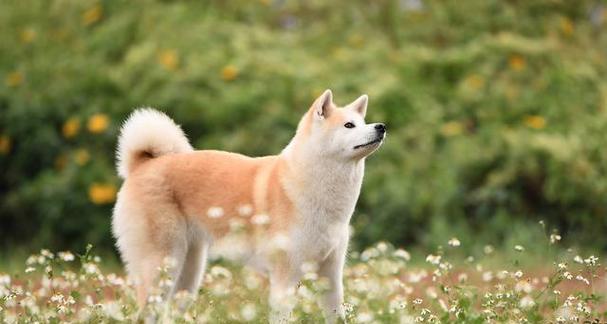 养秋田犬的10大秘诀（秋田犬作为宠物的优势及养护技巧）