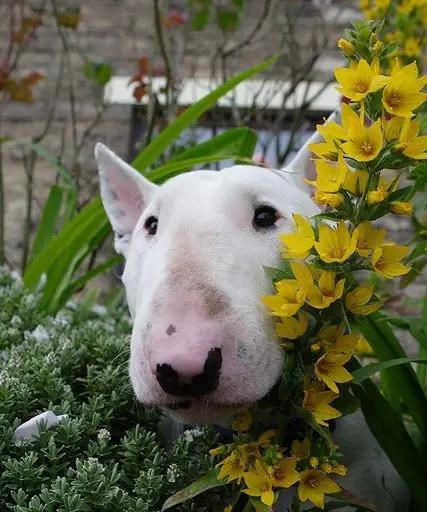 以牛头梗犬训练的最佳时间（宠物犬训练的黄金时间段与训练技巧）