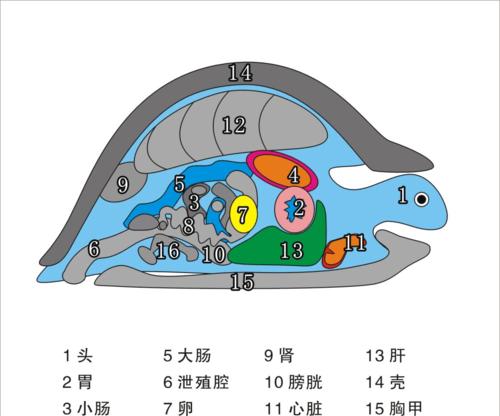 荷叶陆龟饲养全攻略（从营养要求到饲养技巧，让你成为荷叶陆龟专家）