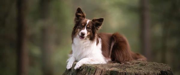 澳大利亚牧羊犬饲养完全指南（了解如何培养和训练一只优秀的澳大利亚牧羊犬）