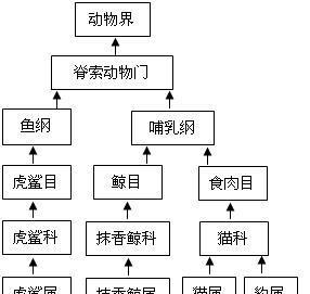 以马面鲷的饲养方法（打造健康宠物生活）