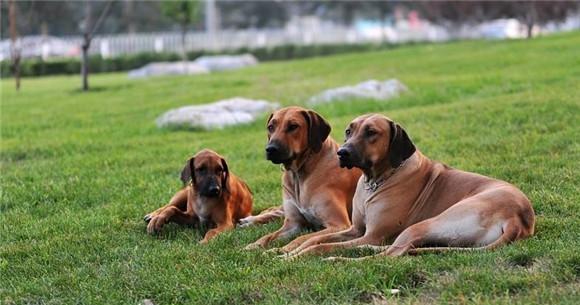 罗得西亚脊背犬的饲养指南（做好罗得西亚脊背犬的健康和幸福）