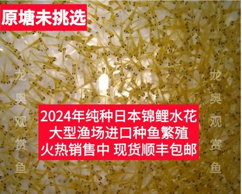 棕色高头翻鳃金鱼的饲养方法（从栖息环境到饲养技巧，了解一只健康的棕色高头翻鳃金鱼）