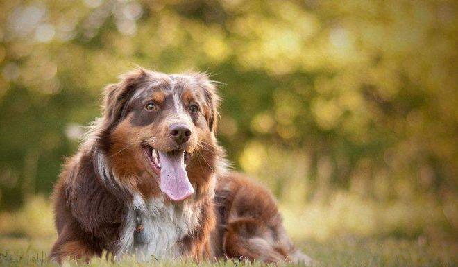 澳大利亚牧羊犬的饲养秘籍（从养犬环境到训练技巧，打造一只听话又健康的牧羊犬）