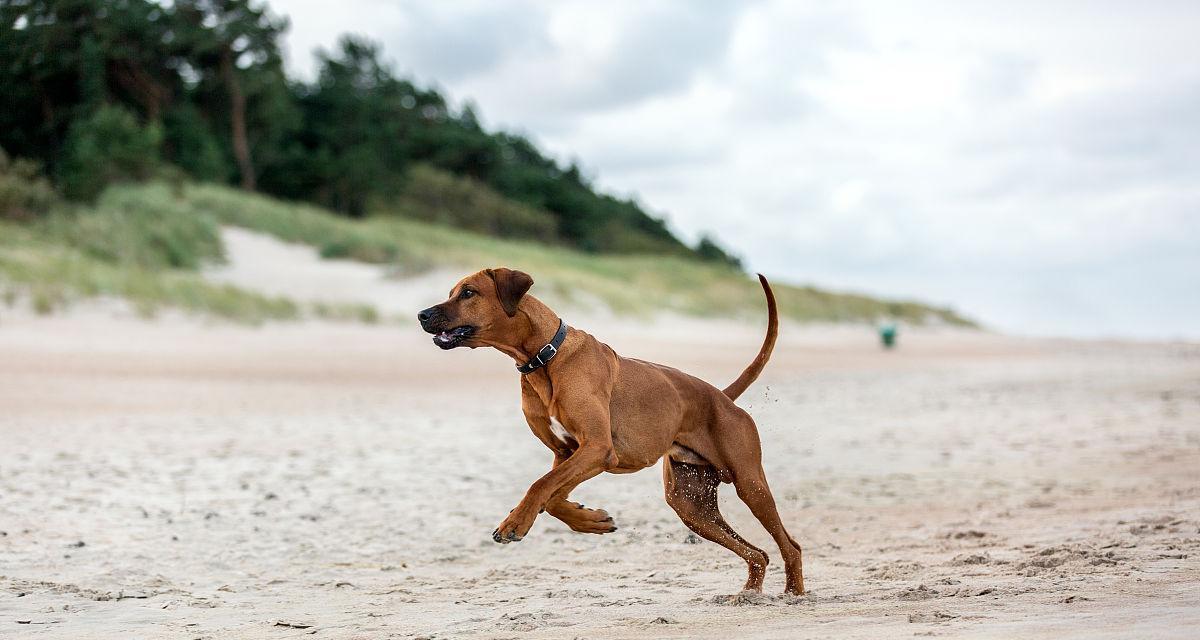 罗得西亚脊背犬的饲养全攻略（以宠物为主，让您的罗得西亚脊背犬健康快乐成长）