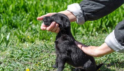 春季护理银狐犬，关爱宠物健康（如何让你的银狐犬度过一个健康的春季）