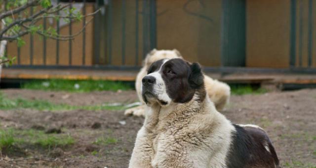 如何训练你的宠物成为一只出色的看家犬（教你如何锻炼宠物的看家本领，让它成为家庭的坚强后盾）