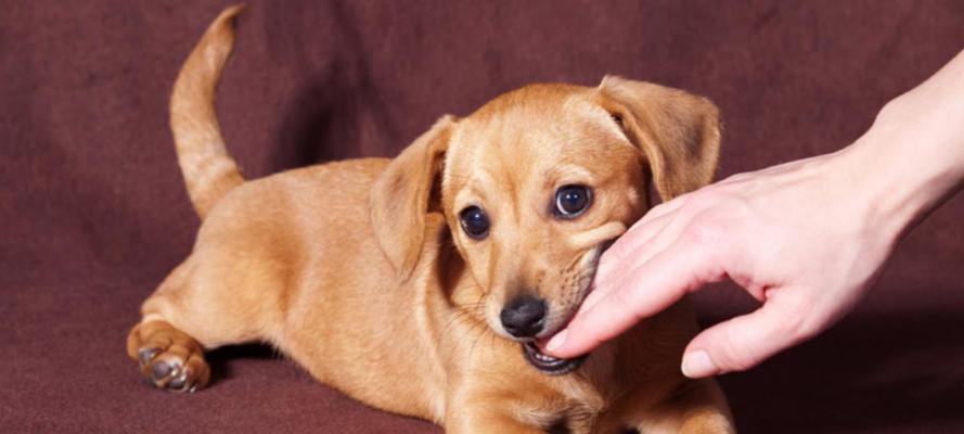 如何训练幼犬成为忠诚听话的宠物（全面指南教你从幼犬开始训练，让宠物成为您的好伴侣）