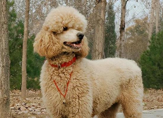 巨型贵宾犬——一种适合宠物的大型犬种（优缺点全面解析，打造完美宠物生活）