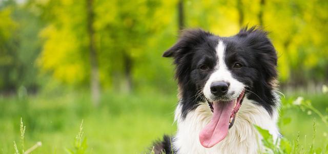 边境牧羊犬能否吃香蕉？（宠物饮食需谨慎，注意营养均衡）