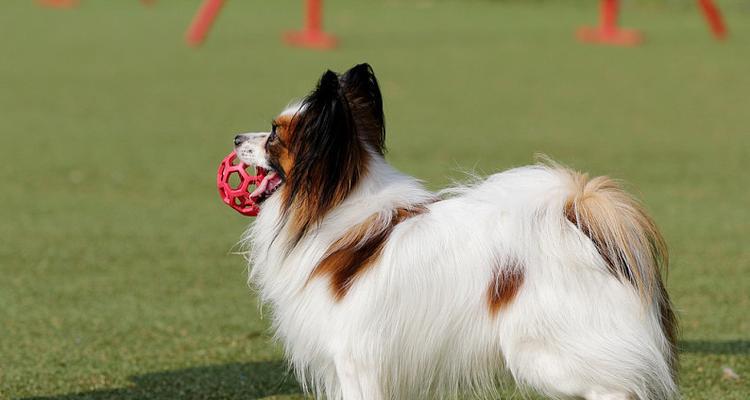 以蝴蝶犬训练方法培养你的宠物（以温和、有效的方式让你的宠物更聪明、更听话）