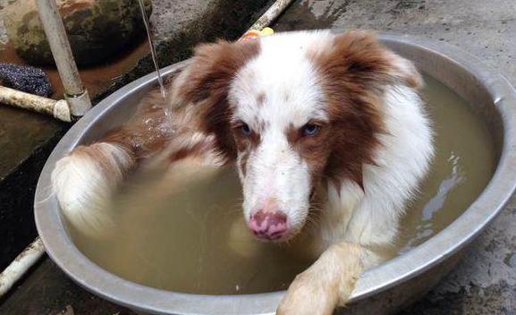 澳洲牧羊犬洗澡全指南（宠物爱护从洗澡开始）