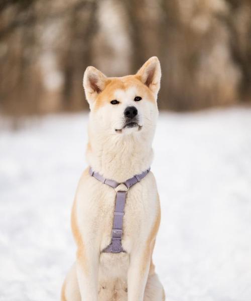 秋田犬家庭美容大全（如何让你的秋田犬变成最亮眼的宠物）