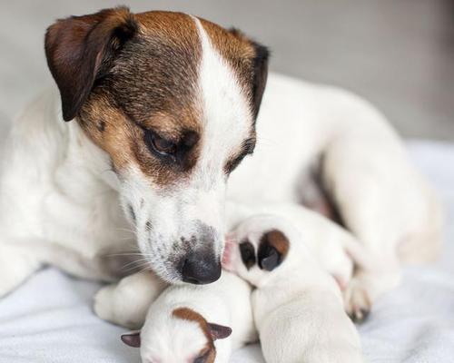 如何选择健康的小犬（以宠物为主，让你的小犬健康成长）