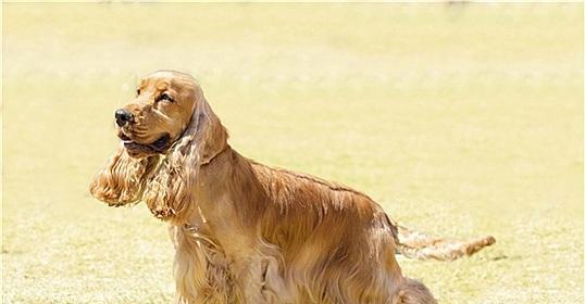 英国可卡犬饲养方法（如何培养健康活泼的英国可卡犬）