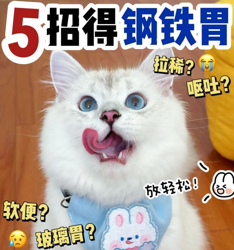 玻璃猫的饲养方法（宠爱你的玻璃猫，从这里开始）