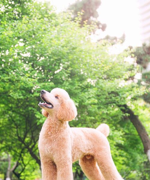 巨型贵宾犬的优缺点（了解巨型贵宾犬，选择适合你的宠物伴侣）