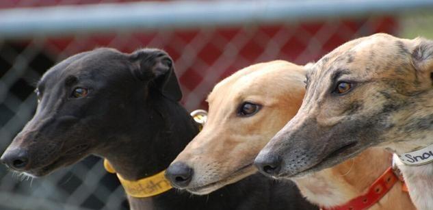 防止家里宠物犬之间发生争斗的有效方法（如何保持家里多只宠物犬和谐相处）