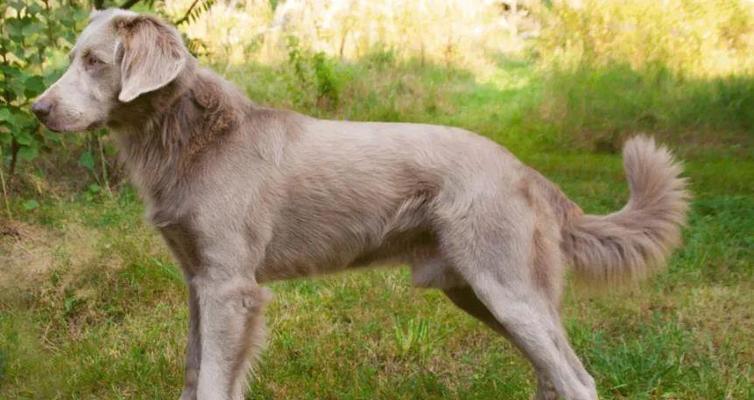 布鲁塞尔粗毛猎犬的饲养方法（养一只布鲁塞尔粗毛猎犬，享受无与伦比的犬类生活）