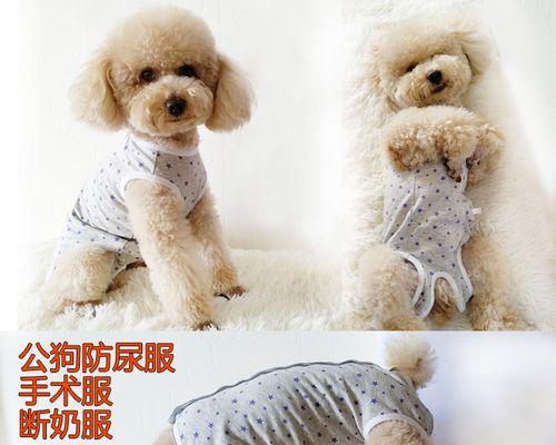 给贵宾犬绝育好吗？（探讨贵宾犬绝育的利与弊）