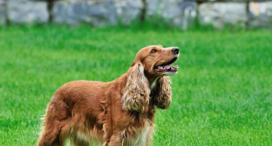 如何科学饲养可爱的可卡犬