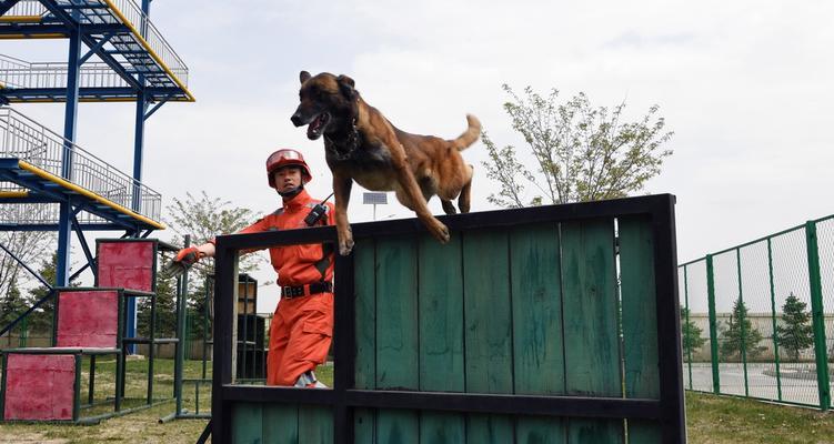 如何训练你的魏玛犬走过来（以宠物为主的训练方法和技巧）