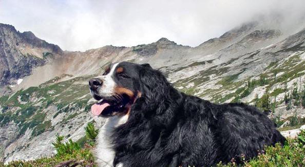 大瑞士山地犬饲养全指南（从幼犬到成犬的育养细节，让你成为负责任的主人）