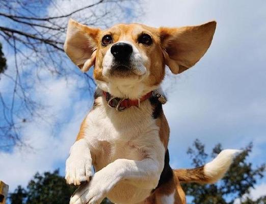 如何解决比格犬口臭问题（宠物犬出现口臭怎么办？——以比格犬为例）