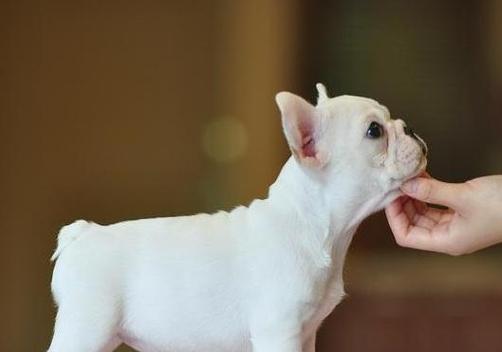 如何科学喂养法斗幼犬（以宠物为主，让萌宝健康成长）