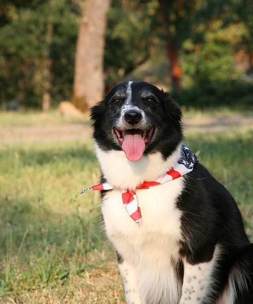 边境牧羊犬的忠诚之道（了解你的宠物，与边境牧羊犬建立更深厚的关系）