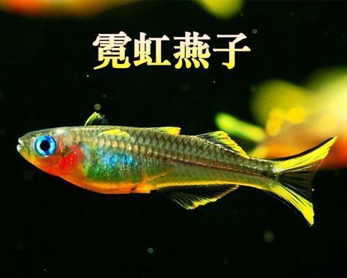 电光美人鱼的饲养方法（打造漂亮水族箱，照顾电光美人鱼的健康成长）