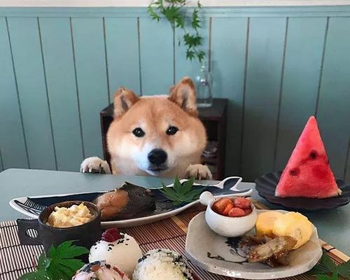 纠正柴犬挑食行为（让你的宠物拥有健康饮食习惯）