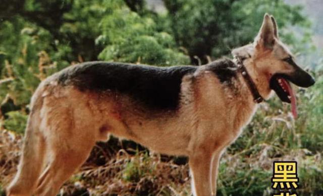 如何科学饲养中国昆明犬（家庭犬的最佳选择，关爱从生活细节开始）