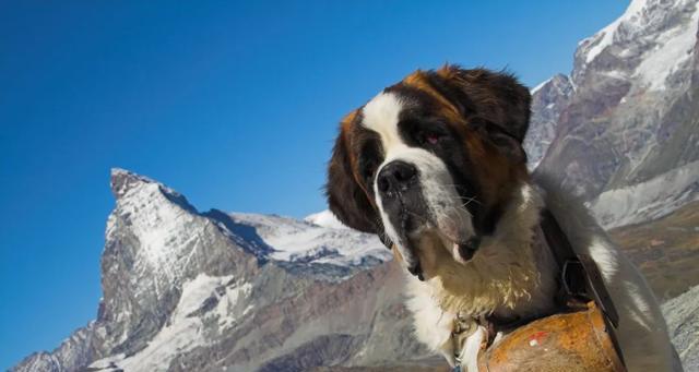 揭秘圣伯纳犬生病的误区（以圣伯纳犬为例，让您更好地了解宠物健康）