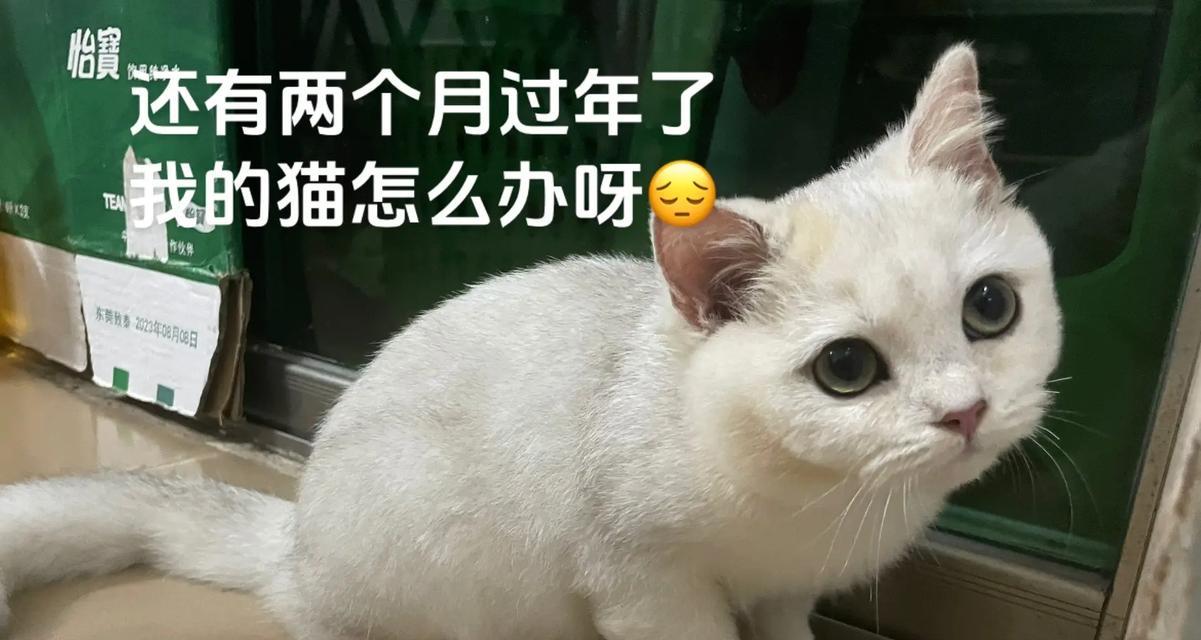 猫咪四肢发抖怎么办？（探究猫咪发抖的原因以及应对策略）