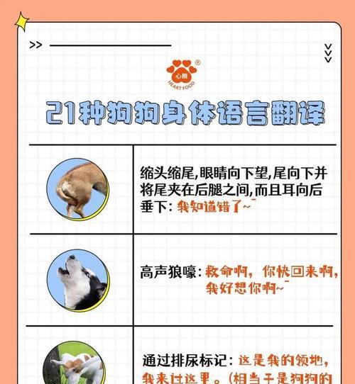 探秘卡南犬饲养之道（了解卡南犬的特点及适宜的饲养方式）