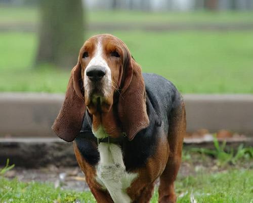 了解可卡犬的品种和特点（探究可卡犬的颜色、大小和毛发类型）