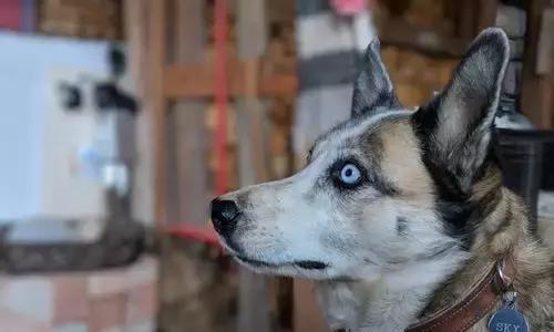 如何给你的宠物修剪毛发和指甲？（爱犬的护理指南，让它看起来更健康、更自信。）