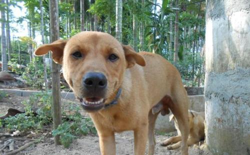 中华田园犬的饲养指南（中华田园犬的特点和饲养技巧）