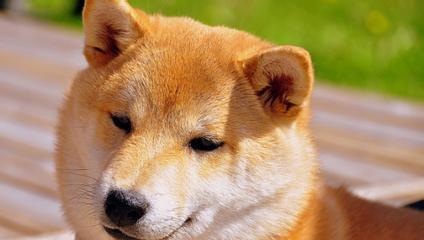 了解秋田犬——日本原始犬种的杰出代表（一只温顺的宠物还是一只勇敢的猎犬？）