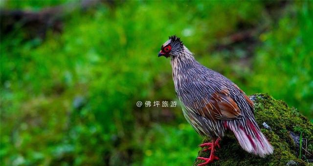 灰头鼯鼠的饲养指南（让你的宠物灰头鼯鼠健康快乐生活）