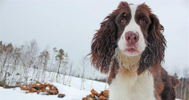 英国史宾格犬（了解英国史宾格犬的特征和习性，打造完美宠物生活）