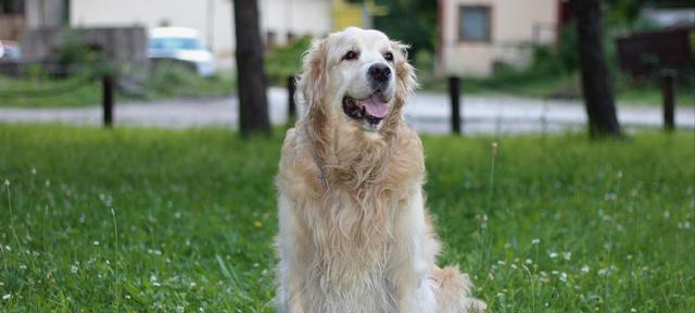 小型犬的智商排名（揭秘小型犬的智商排行榜，让你更了解宠物的智商水平。）