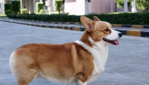 以几个月龄的柯基犬训练最佳？（探究柯基犬训练的最佳时机和策略）