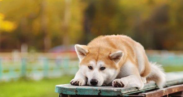 让你的秋田犬享受安静休息的技巧（掌握培养秋田犬安静休息的基本技能，让你的宠物更健康快乐）