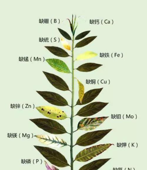 洛帕蒂折背陆龟的饲养全攻略（掌握这些方法，让你的折背陆龟健康快乐成长）